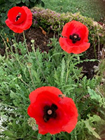 eNews Issue 31 2019 Chaplain_poppy